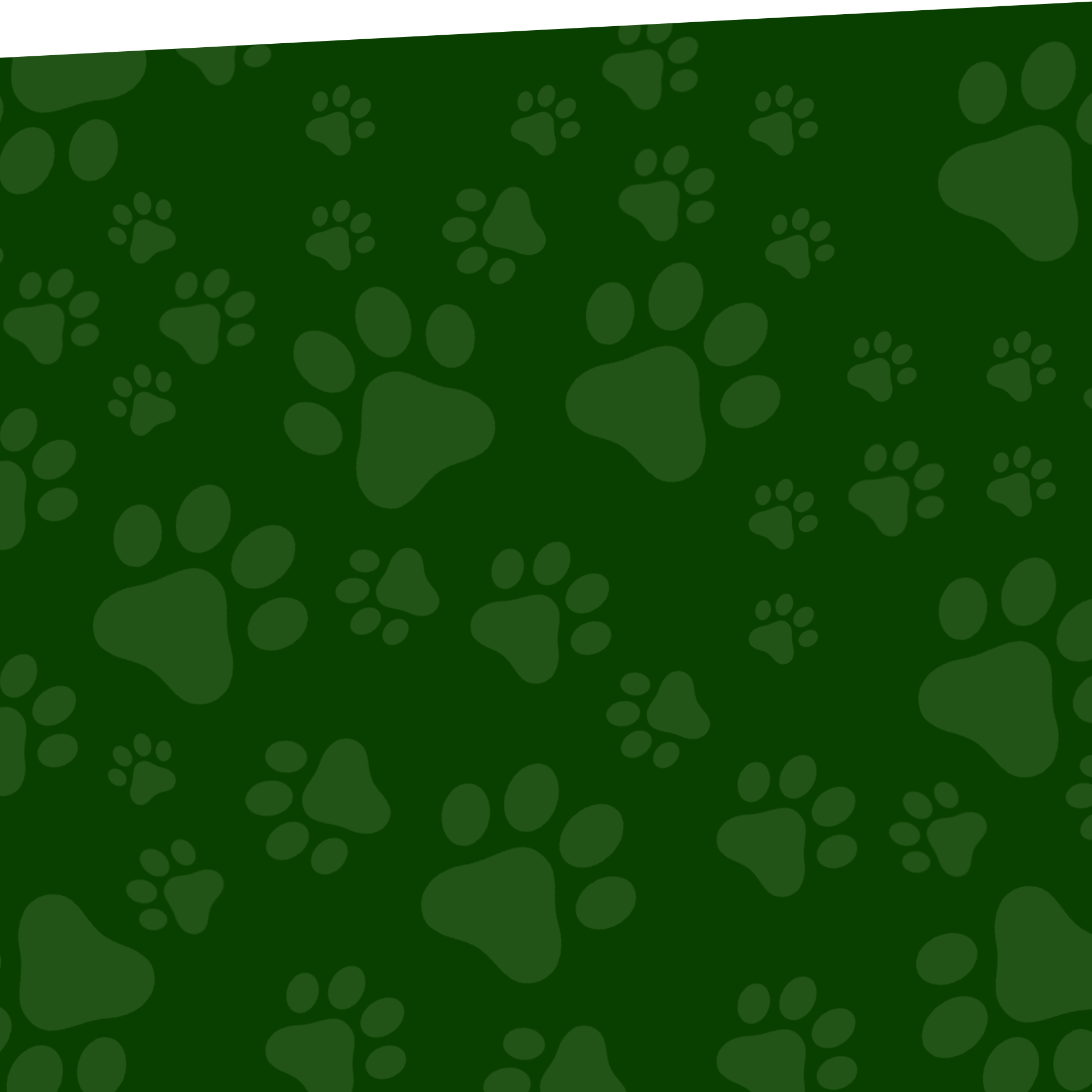 AAHA-accredited Arcata Animal Hospital team delivering compassionate veterinary care in Arcata, CA
