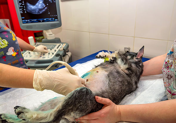 Veterinarian performing abdominal soft tissue ultrasound on a pet patient
