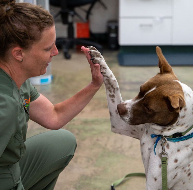 Veterinarian performing animal physiotherapy and rehabilitation treatment on a pet
