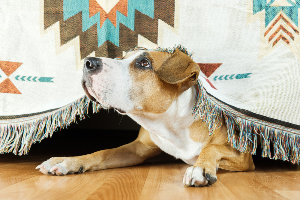 Frightened dog hiding under a sofa, showing signs of anxiety and fear in pets