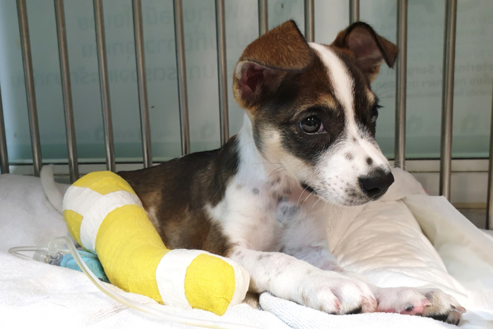 A dog with a bandaged leg receiving professional veterinary care for injury recovery.