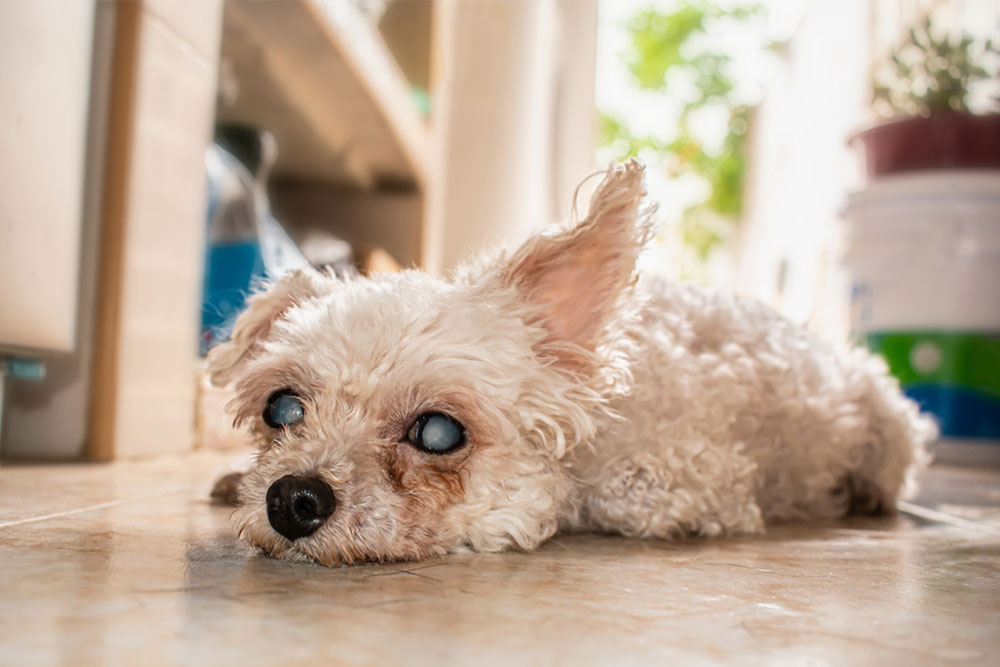 Small fluffy blind dog with cloudy eyes lying on a tiled floor inside a home.