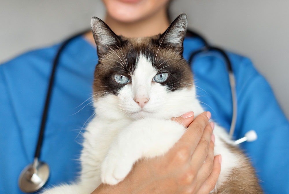 Close-up portrait of a striking blue-eyed cat, representing feline patients at Arcata Animal Hospital