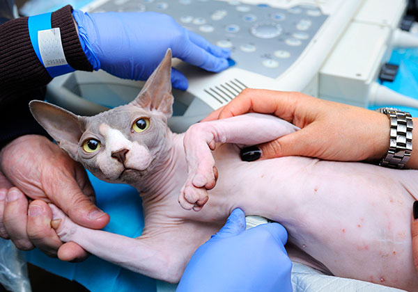 Cardiac ultrasound echocardiogram examination on a pet at Arcata Animal Hospital in Arcata, CA
