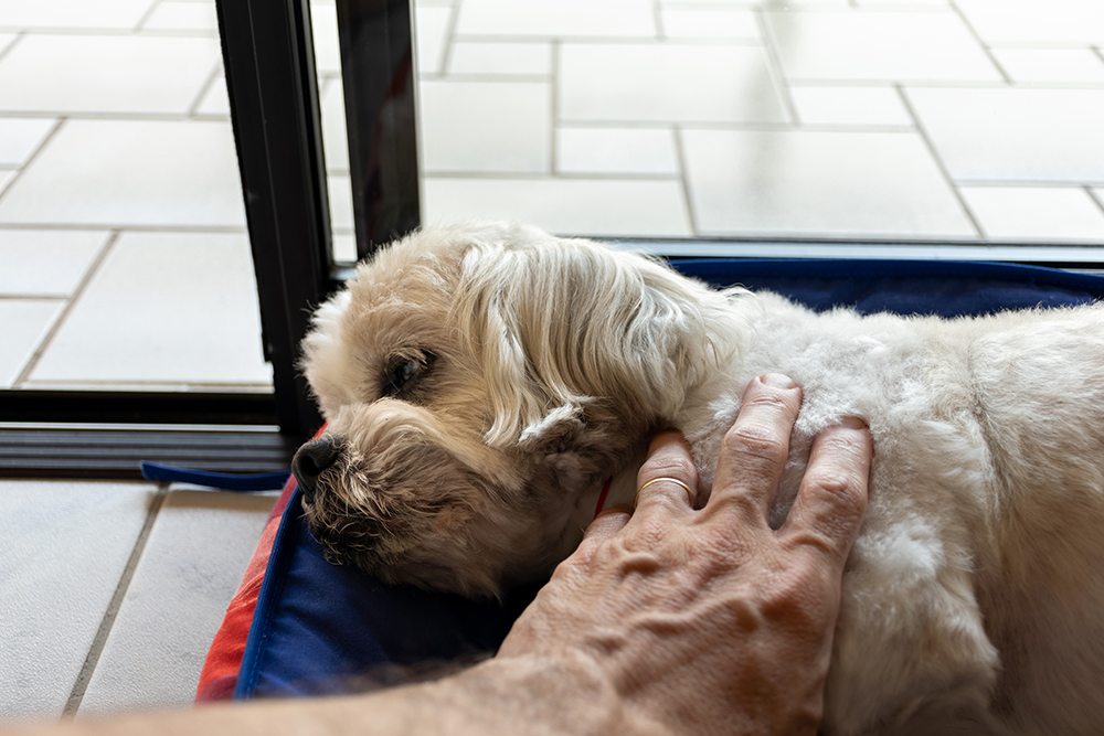 Compassionate veterinarian examining and caring for a sick pet