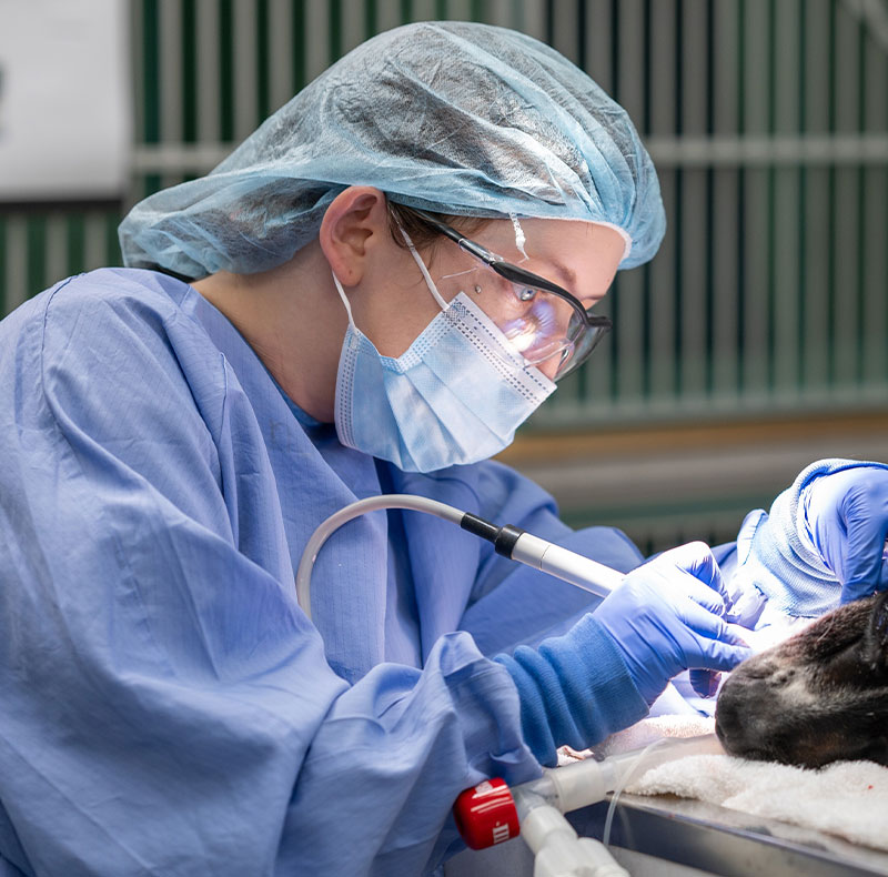 Veterinarian performing a dental procedure on a dog at Arcata Animal Hospital
