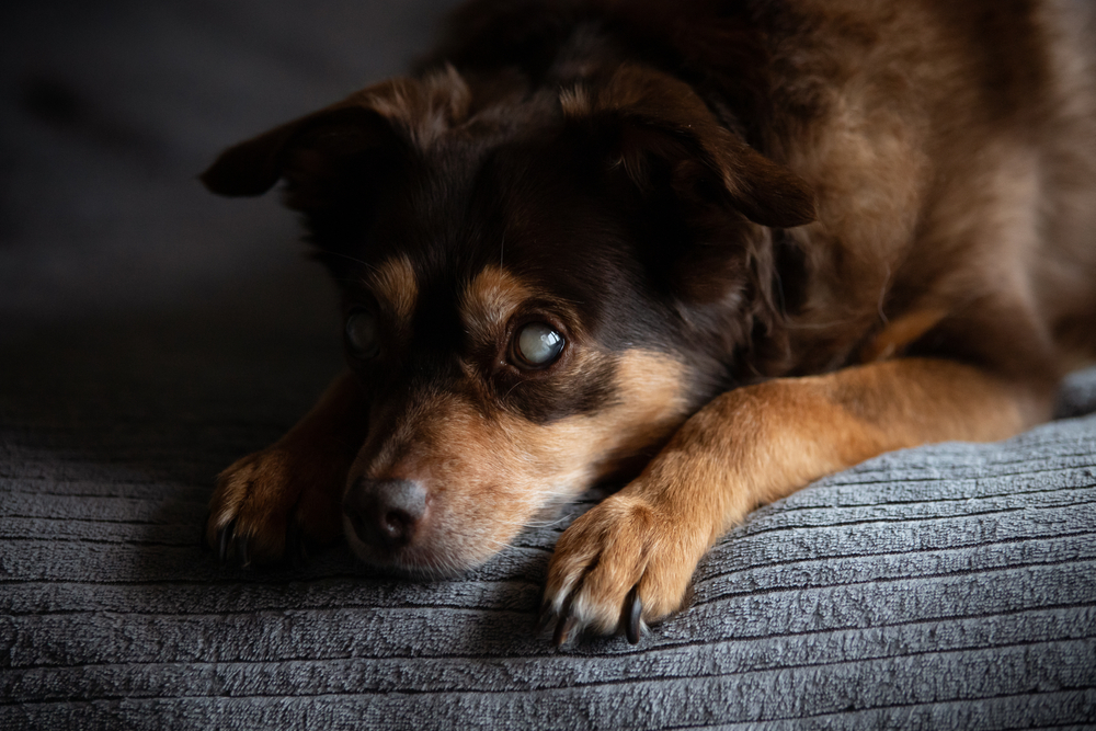 Blind diabetic dog resting calmly, representing canine diabetes care and management