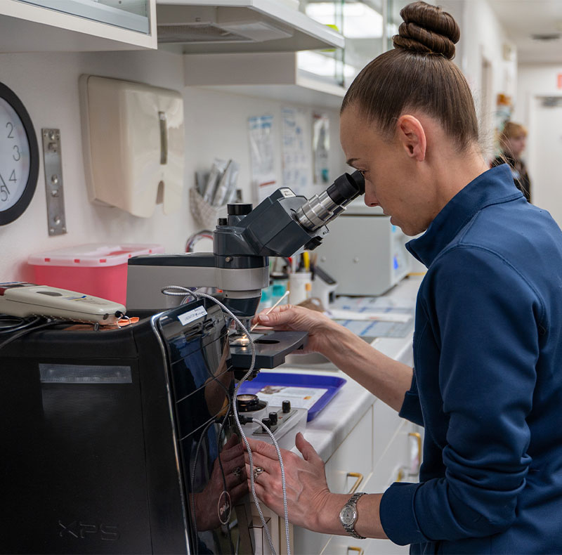 Veterinarian performing a diagnostic assessment on a pet at Arcata Animal Hospital
