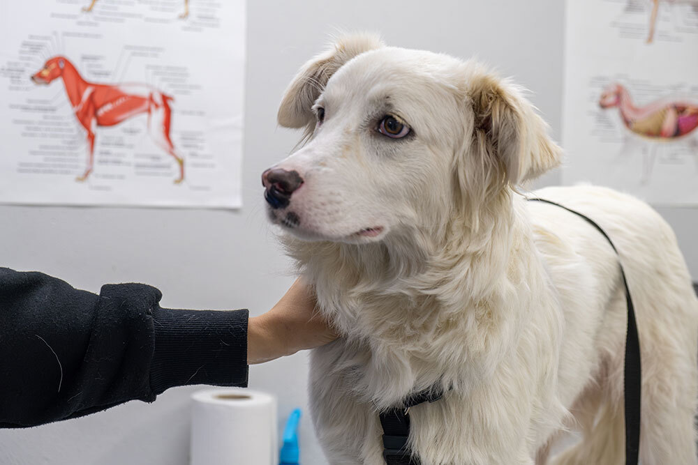 Dog during a routine veterinary wellness exam at Arcata Animal Hospital in Arcata, CA