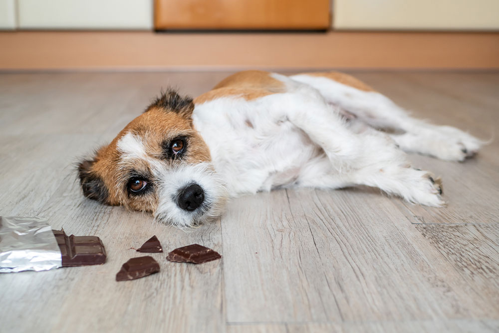 Dog near chocolate, illustrating the danger of chocolate toxicity in pets