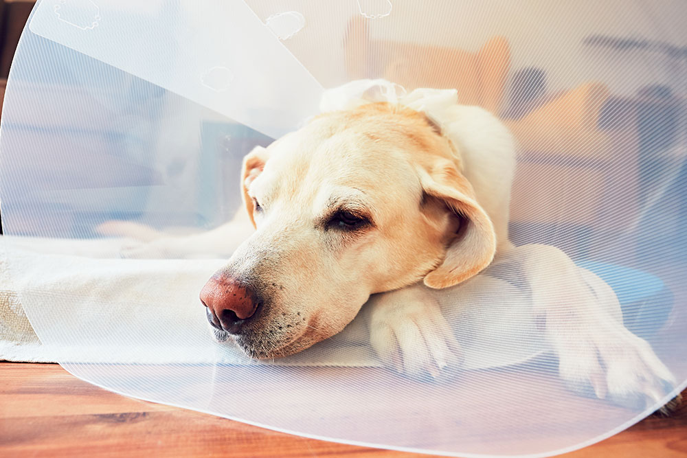 A yellow Labrador Retriever lying down on a wooden floor wearing a translucent plastic Elizabethan collar.