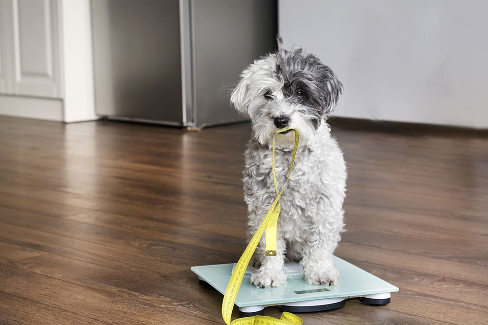 Fluffy grey and white dog standing on a glass digital scale, holding a yellow measuring tape in its mouth on a hardwood floor.