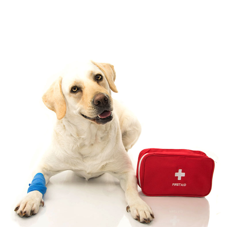Emergency veterinary team ready to treat urgent pet cases at Arcata Animal Hospital in Arcata, CA
