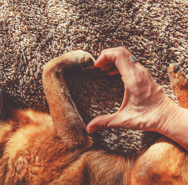 Veterinary team member providing gentle comfort and support during pet end-of-life care

