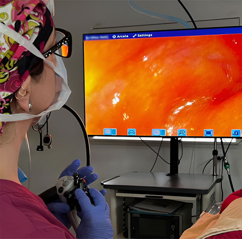Veterinary endoscopy procedure being performed on a pet patient at Arcata Animal Hospital
