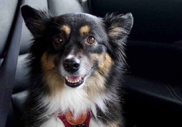 Fear Free veterinary care method keeping pets calm and comfortable during clinic visits
