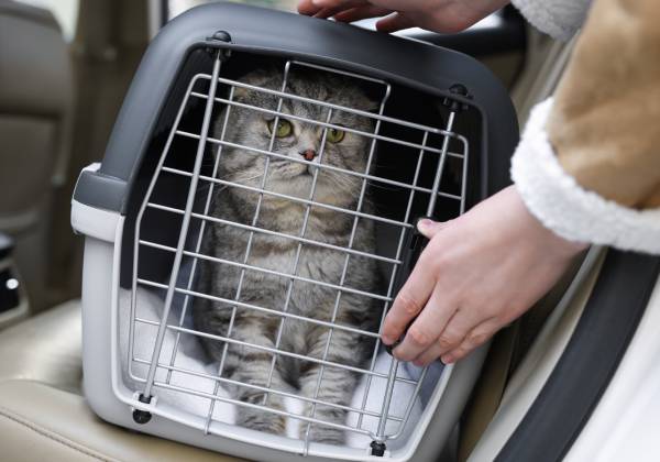 Fear Free technique card showing low-stress pet handling during a veterinary visit
