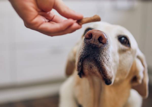 Fear Free approach card demonstrating anxiety-reducing care for pets at the vet
