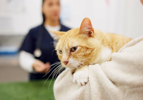 Fear Free certified care reducing fear and stress for pets during veterinary exams
