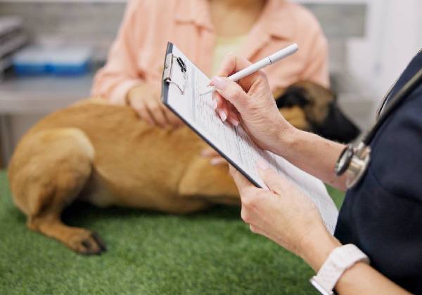 Fear Free certified veterinarian providing gentle, low-stress care for a pet
