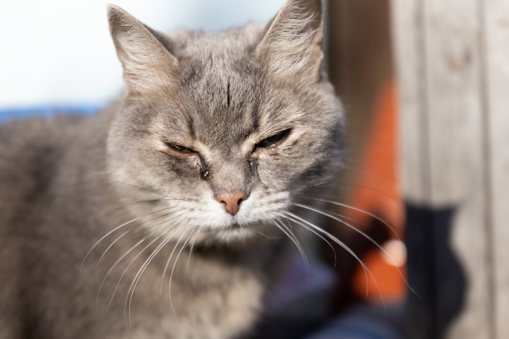 Gray cat with sore, irritated eyes representing feline illness requiring veterinary care