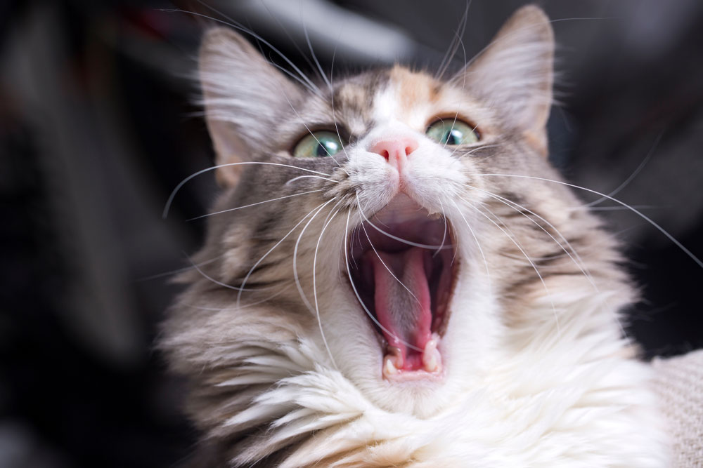 Cat with wide, surprised eyes in a candid expressive feline moment
