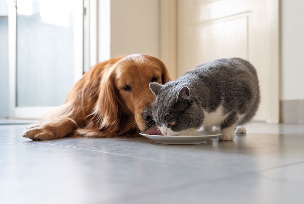 Dog and cat eating together from bowls, illustrating multi-pet household nutrition and feeding