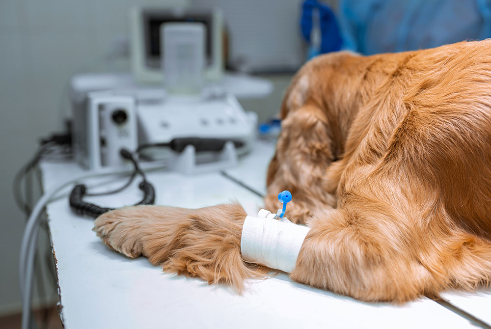 Golden retriever receiving gentle veterinary care and examination at an animal hospital