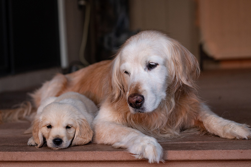 Golden retriever sleeping peacefully, pet rest and recovery care at Arcata Animal Hospital