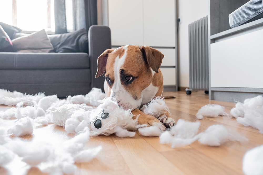 Dog with a guilty expression sitting next to a destroyed toy