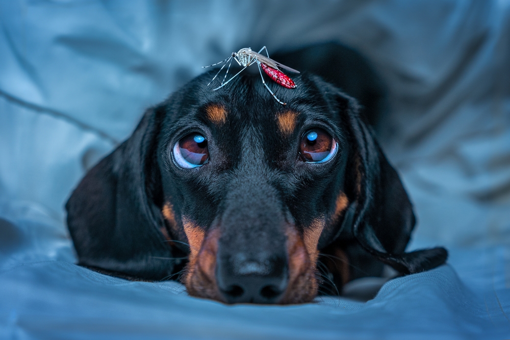 Tired dachshund lying on a blanket, illustrating signs of heartworm disease in dogs