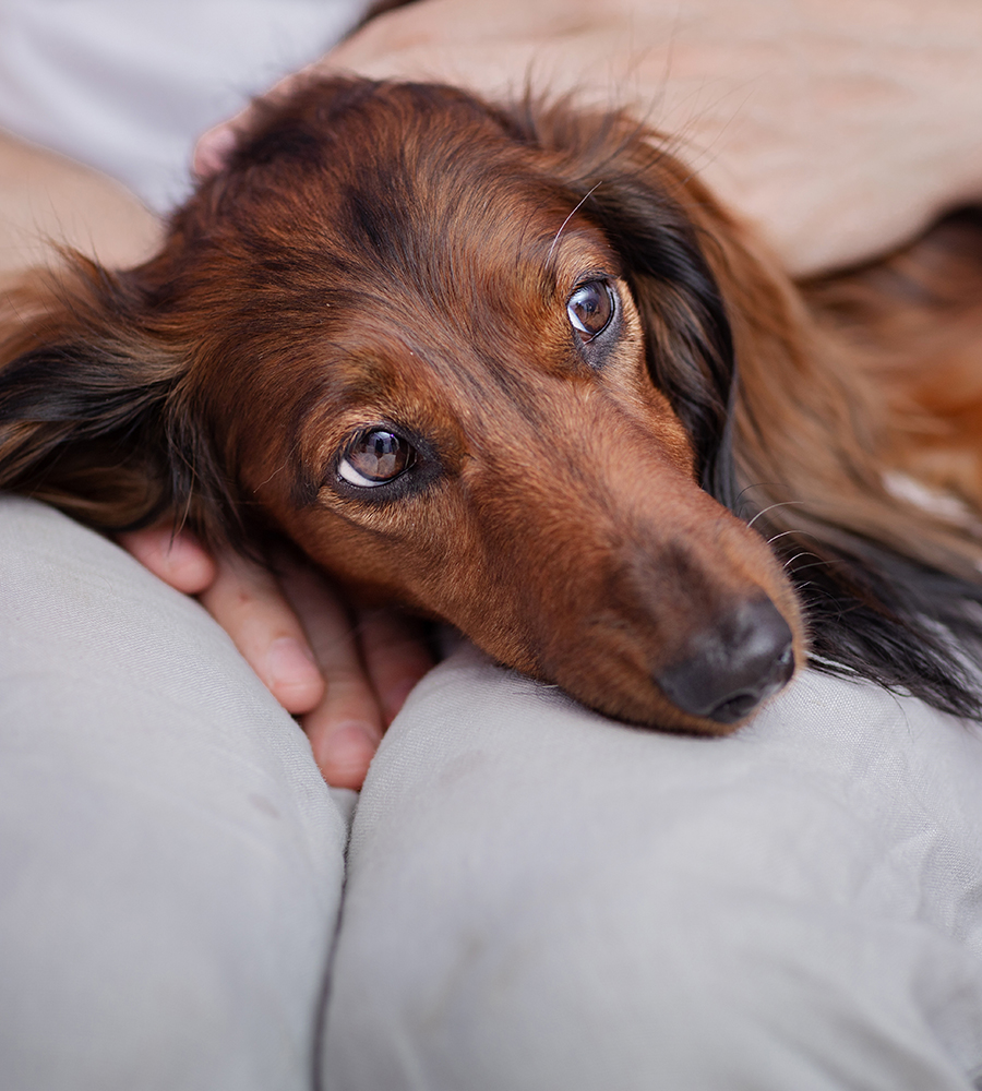 Comfortable pet hospitalization area at Arcata Animal Hospital in Arcata, CA