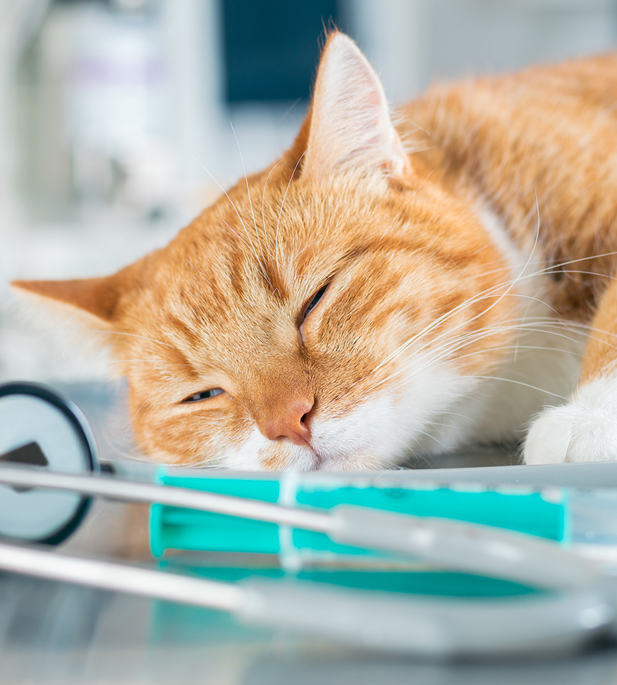 Pet resting comfortably during hospitalization and recovery care at Arcata Animal Hospital
