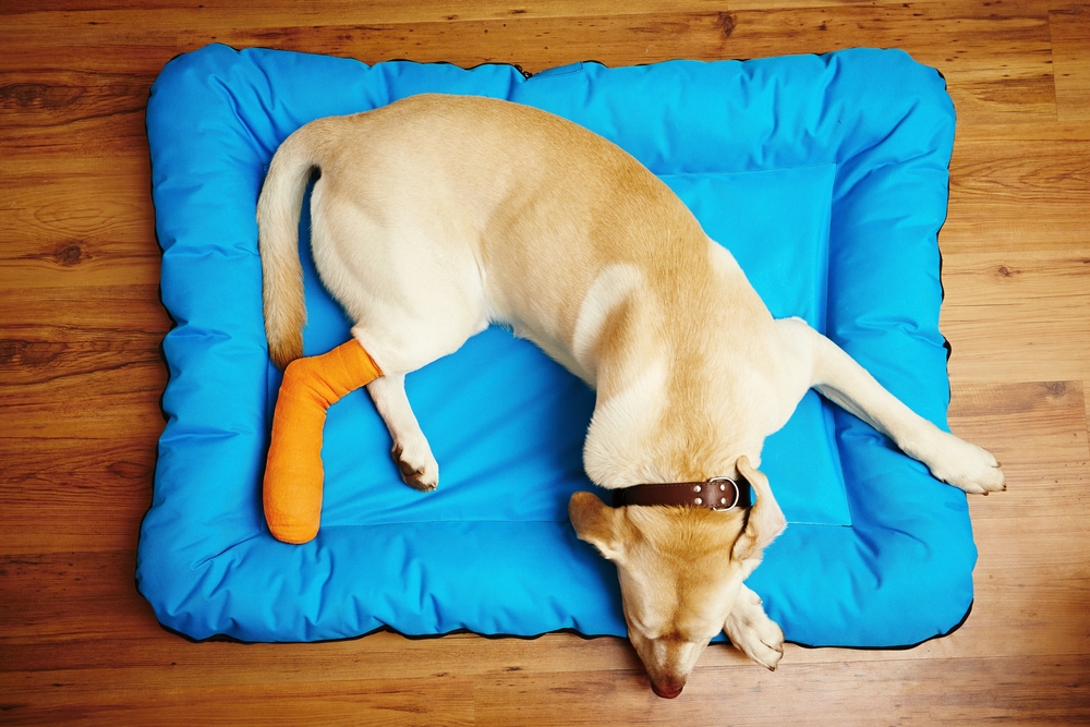 An overhead view of a yellow Labrador Retriever resting on a blue dog bed with an bright orange bandage on its hind leg.