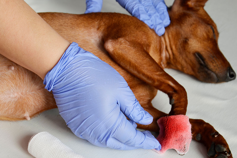 Veterinary team treating an injured dog with attentive emergency care
