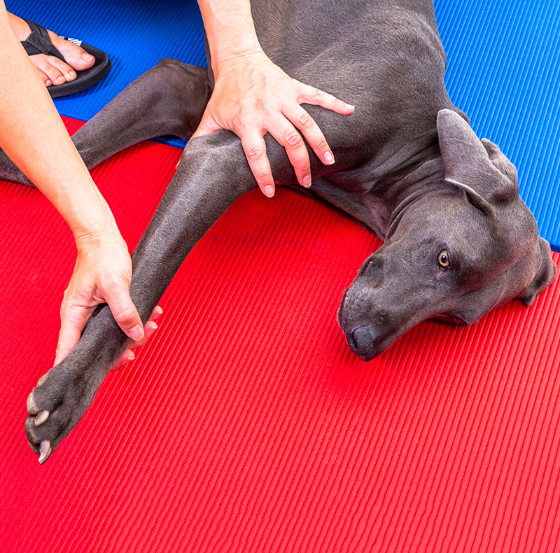Veterinary manual therapy and rehabilitation treatment for pets at Arcata Animal Hospital
