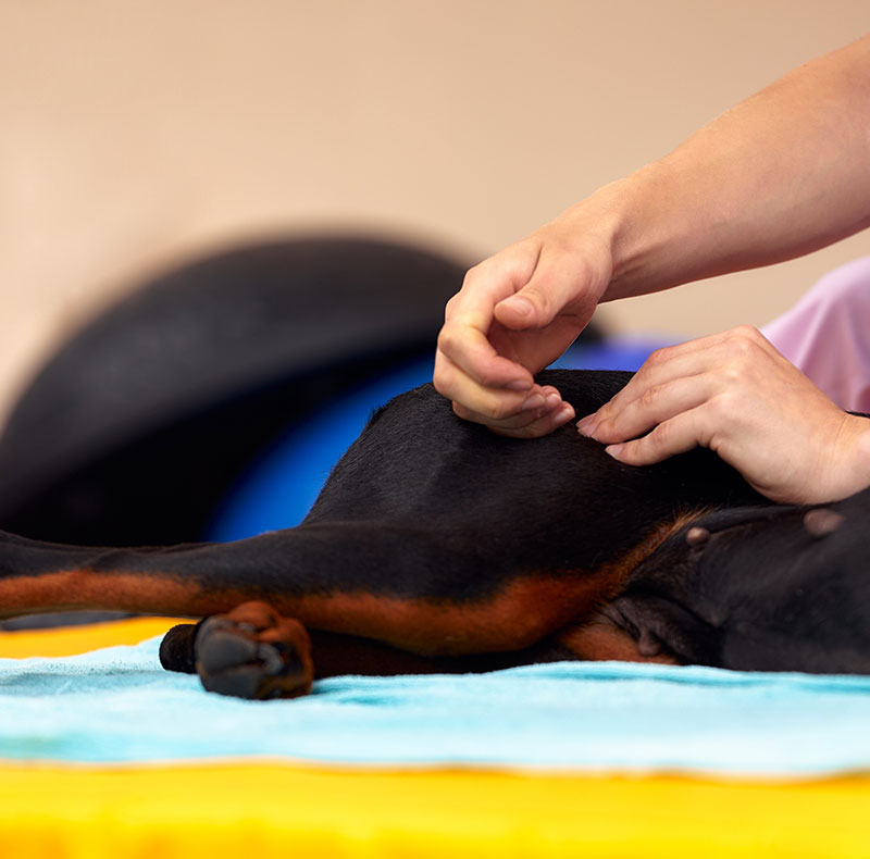 Manual therapy session for a pet patient at Arcata Animal Hospital in Arcata CA
