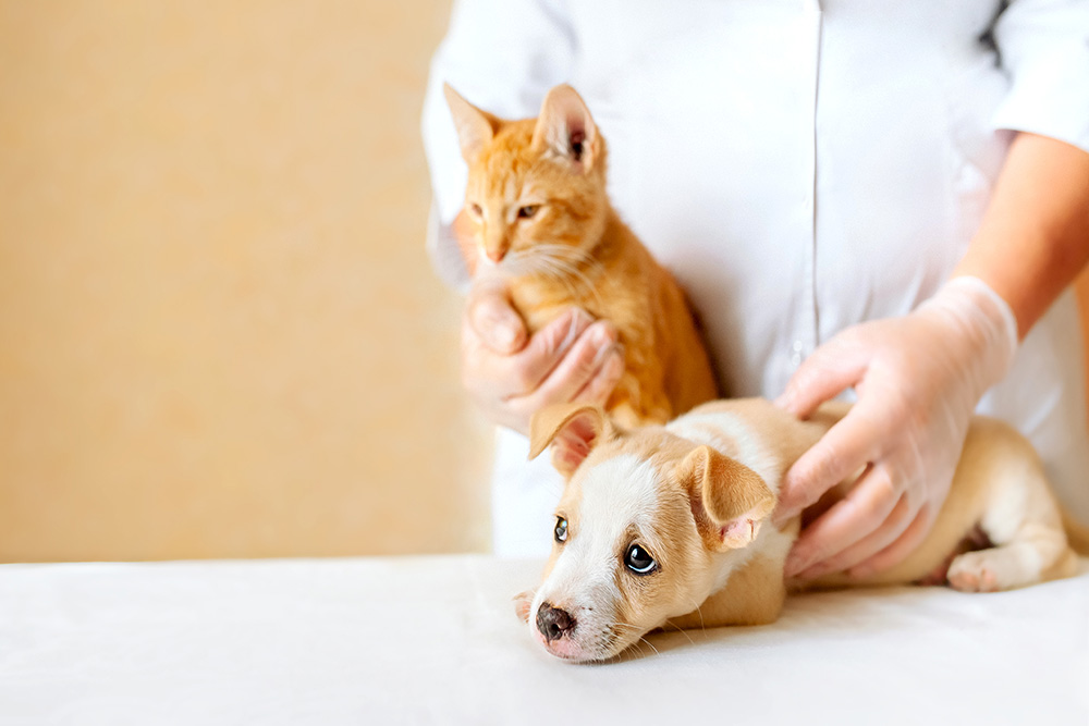 Puppy or kitten representing new beginnings in pet ownership, Arcata Animal Hospital