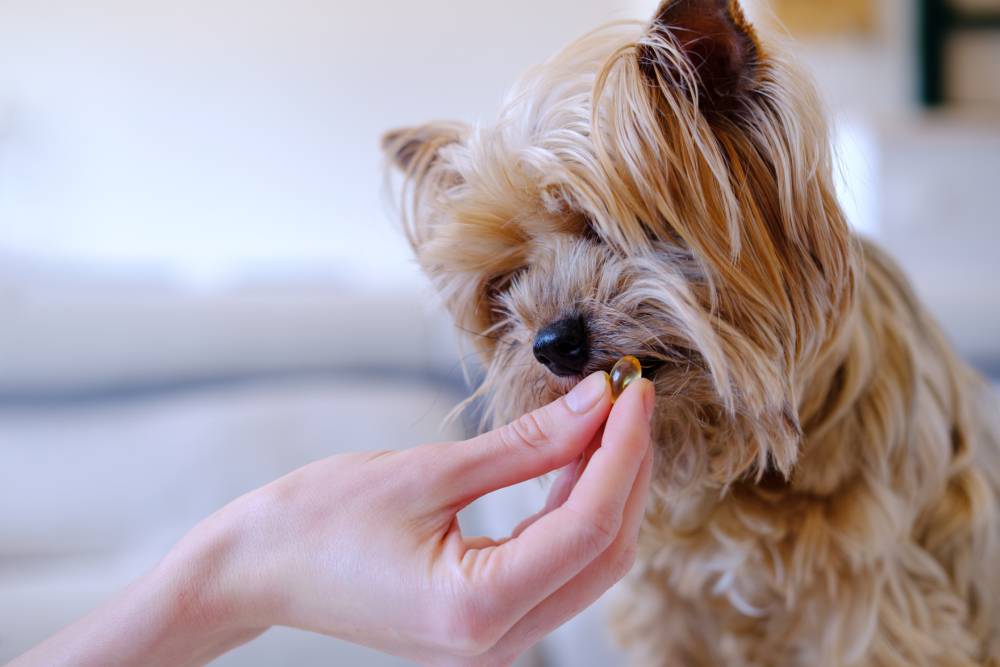 Woman giving omega-3 vitamins to a dog.