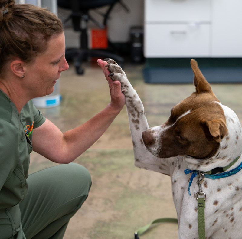 PEMF pulsed electromagnetic field therapy for pet pain relief at Arcata Animal Hospital
