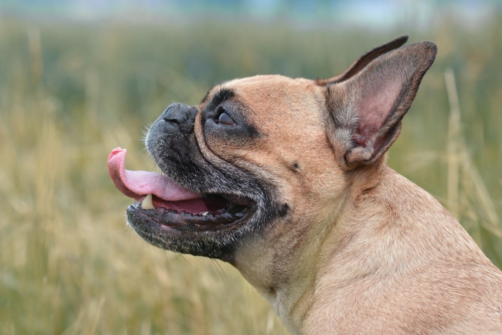 Fawn French Bulldog in side profile, brachycephalic dog respiratory health care in Arcata