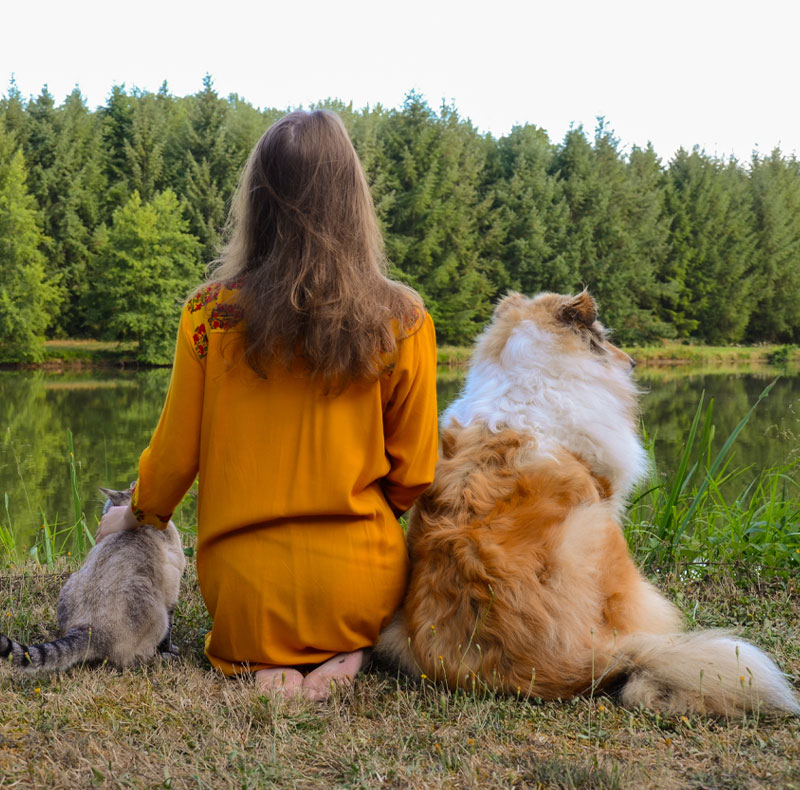 Dog or cat receiving comprehensive pet wellness care in Arcata, CA
