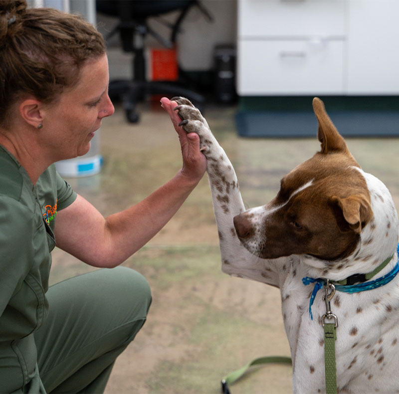 Veterinarian examining a pet during a preventative care visit at Arcata Animal Hospital
