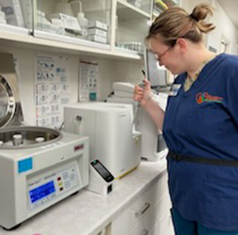 Veterinarian providing preventative care treatment to a pet at Arcata Animal Hospital
