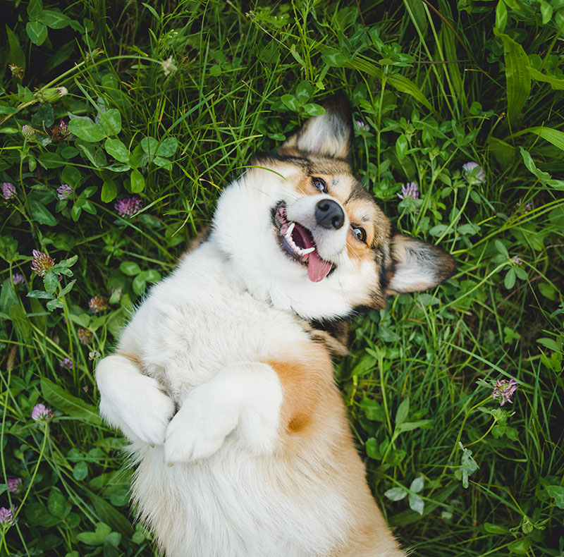 Veterinarian providing preventative care during a pet wellness exam
