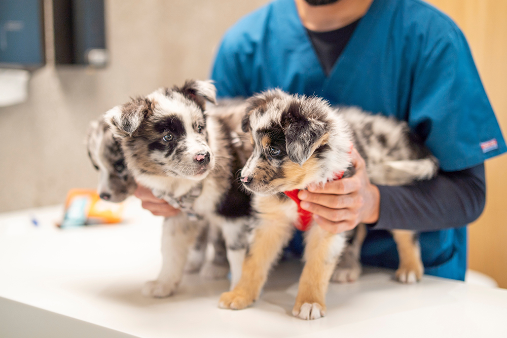 Young puppies receiving care at a veterinary clinic during a wellness checkup