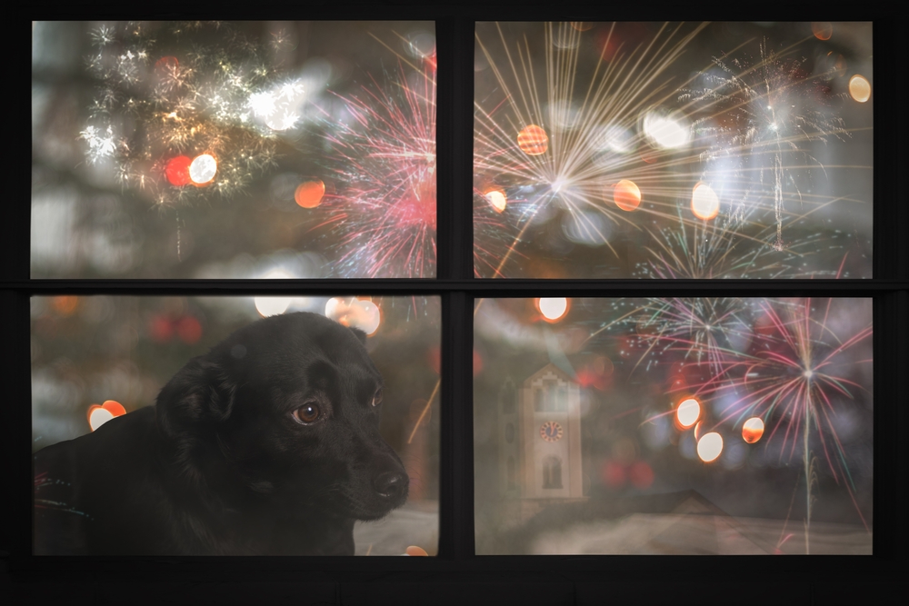 Puppy showing signs of noise anxiety during a loud event, highlighting stress and fearful behavior.