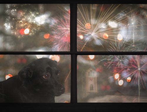 How Do You Help a Dog or Cat Survive Fireworks Season?