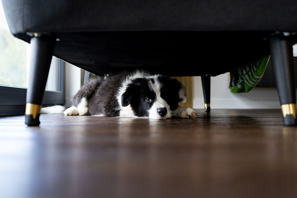 Puppy hiding under a sofa due to fear or anxiety, demonstrating stress-related behavior in dogs.