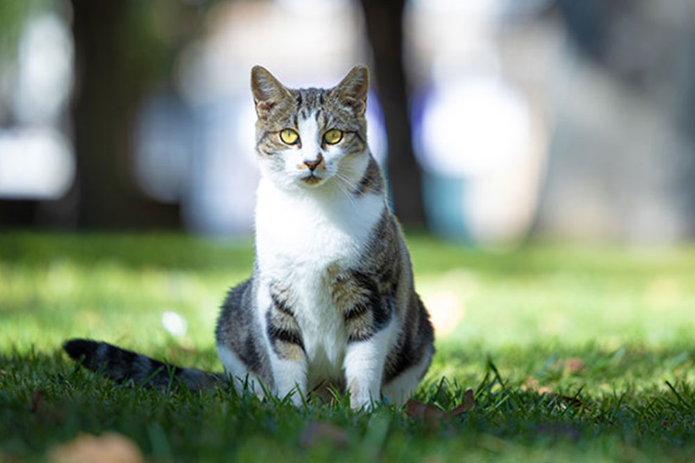 Regal cat with prominent whiskers posing confidently in an outdoor park